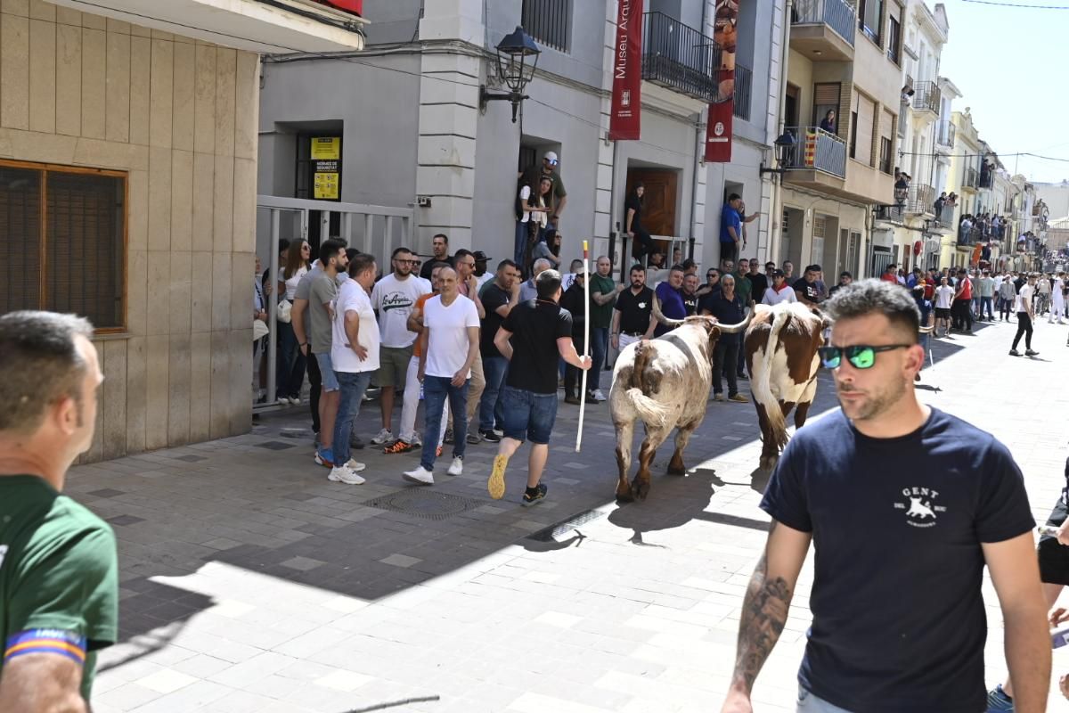 Galería | Almassora vibra con el encierro de cerriles de Gerardo Ortega