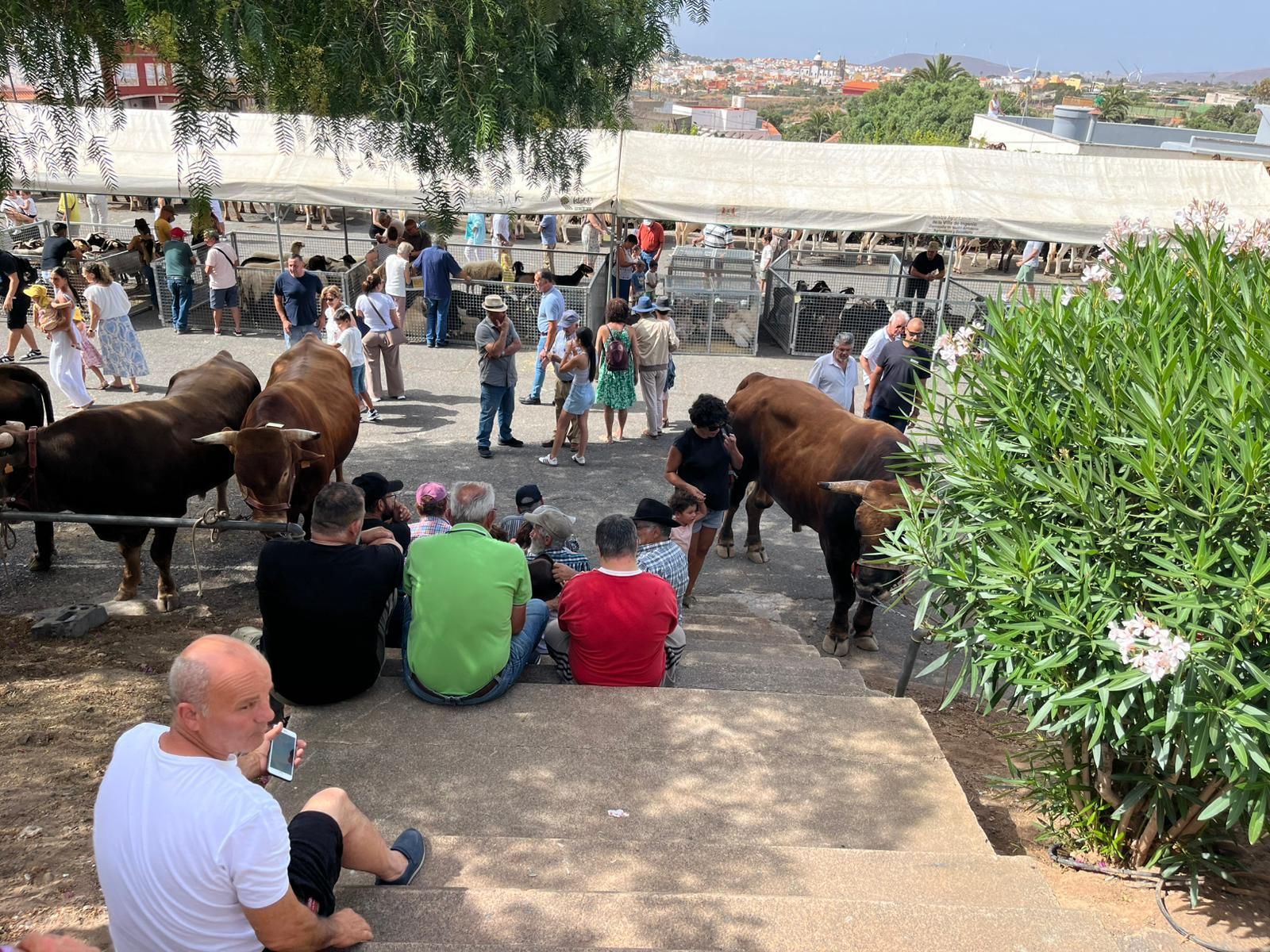 El calor cancela actos en las fiestas en honor a San Pedro y San Pablo de Ingenio
