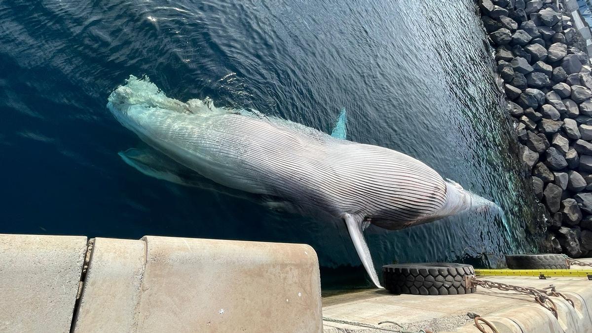 Ballena muerta localizada en aguas al noreste de Las Palmas de Gran Canaria