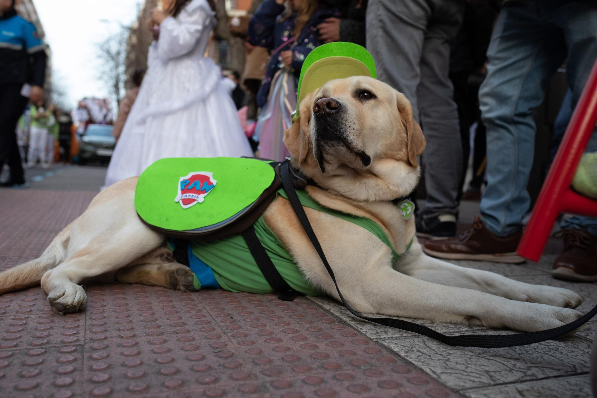 GALERÍA | Zamora se llena de color en el desfile de Carnaval