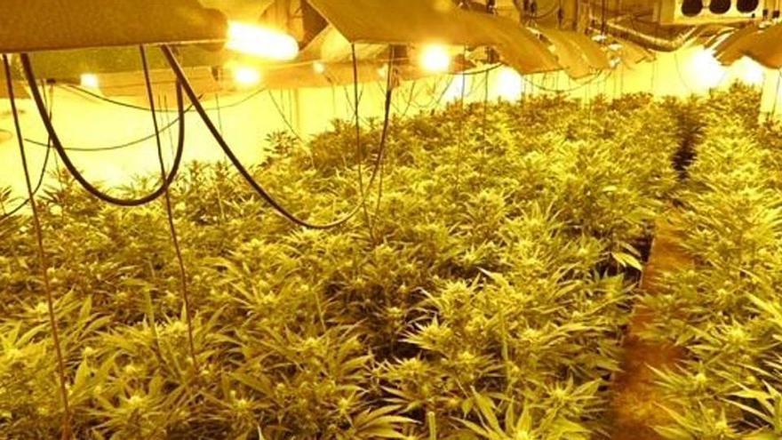 La plantació de marihuana desmantellada i instal·lada en el garatge d&#039;una casa de Riells.