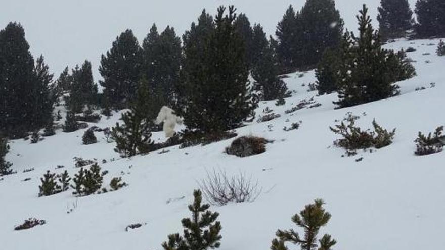 El yeti de Formigal, un montaje de una marca comercial alicantina