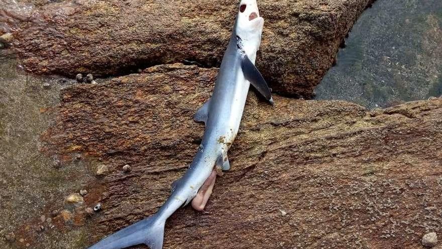 La tintorera muerta sobre las rocas de la playa ubicada en el entorno de Massó. // Foto cedida