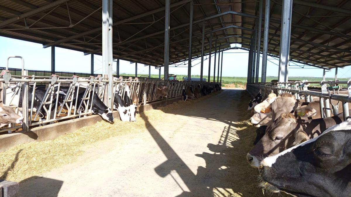 Explotación zamorana de vacas lecheras.