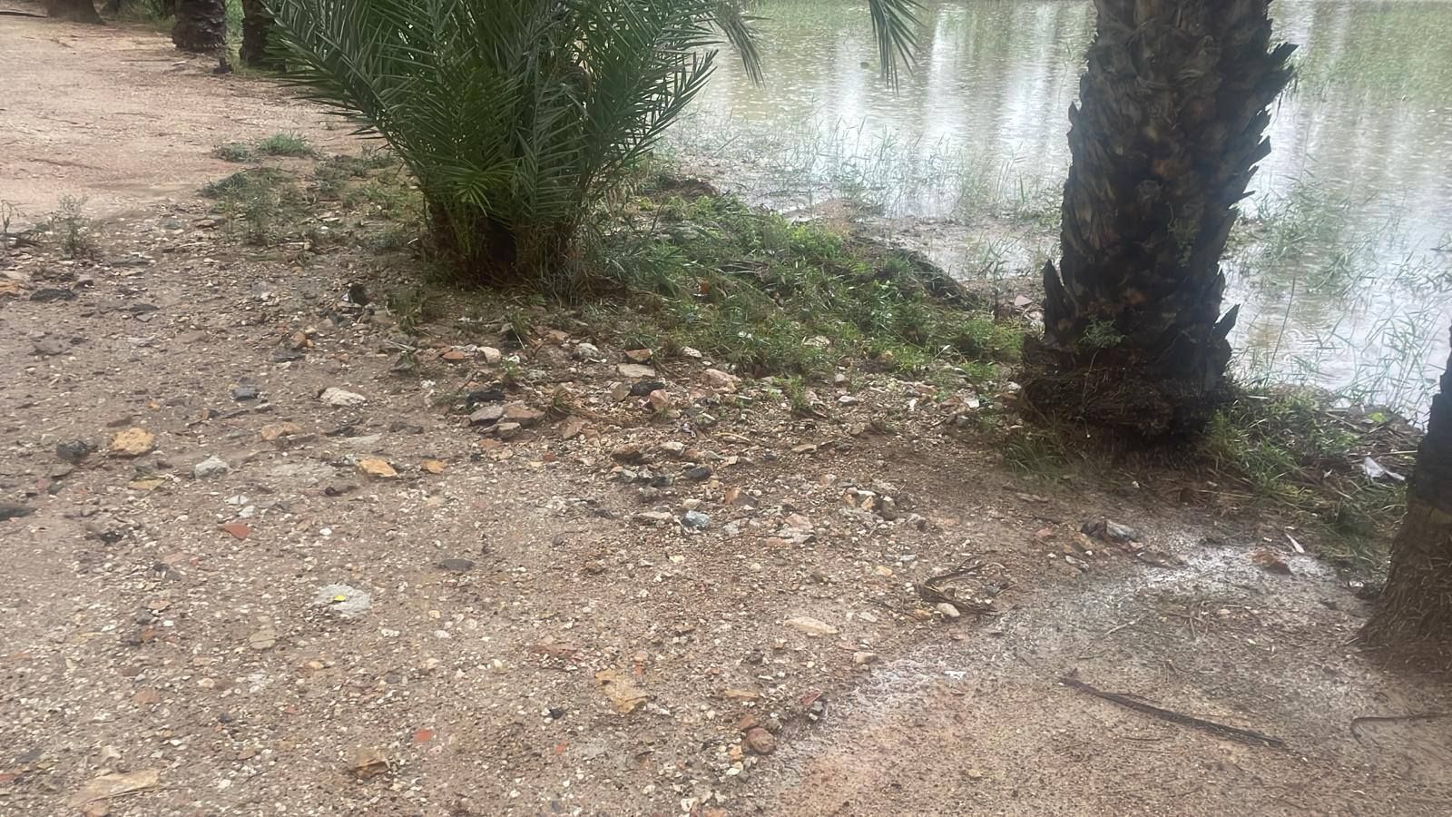 Así está el Palmeral de Orihuela después de la dana Alice