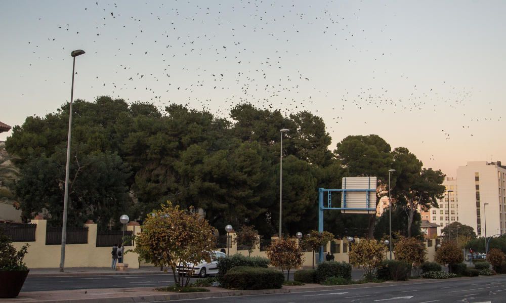 Invadidos por los estorninos en Alicante