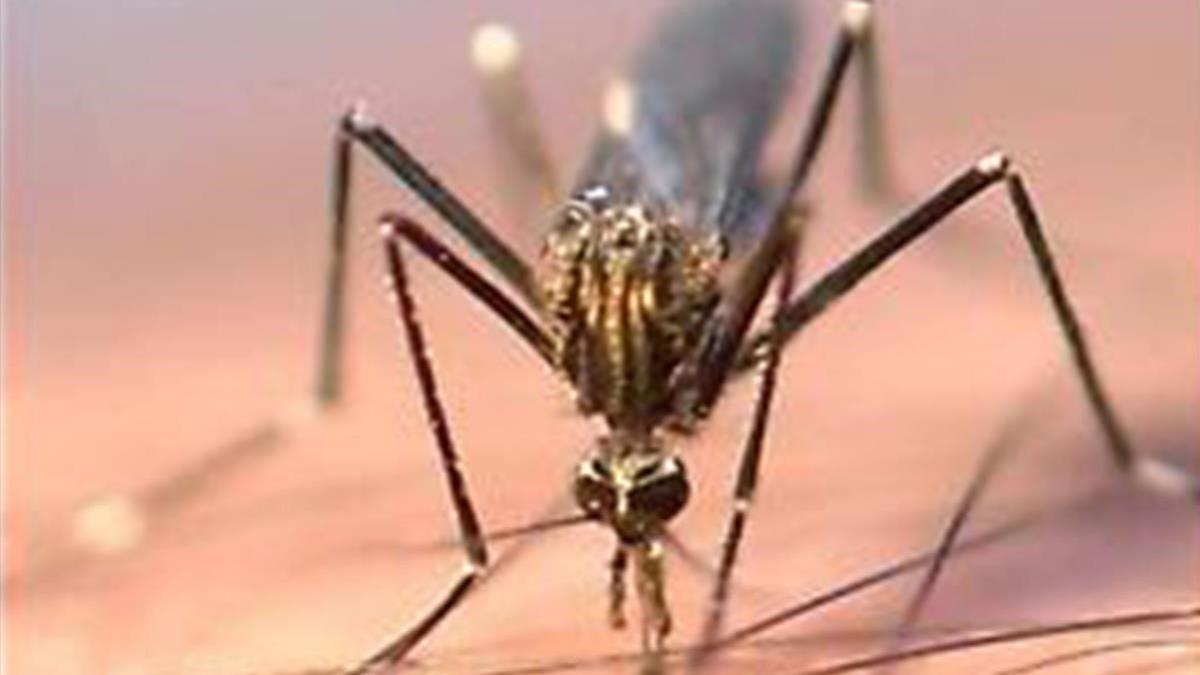 El mosquito 'Aedes japonicus'