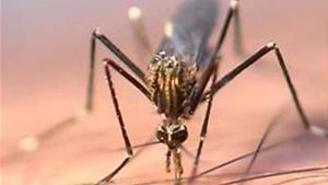 El mosquito ’Aedes japonicus’.