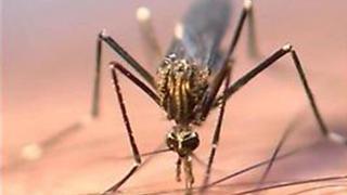 Una nueva especie de mosquito transmisor de virus puede llegar a Catalunya en los próximos meses