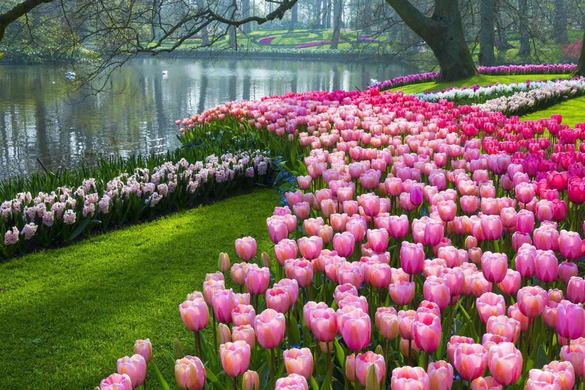 Jardín de tulipanes Keukenhof, Lisse (Países Bajos).