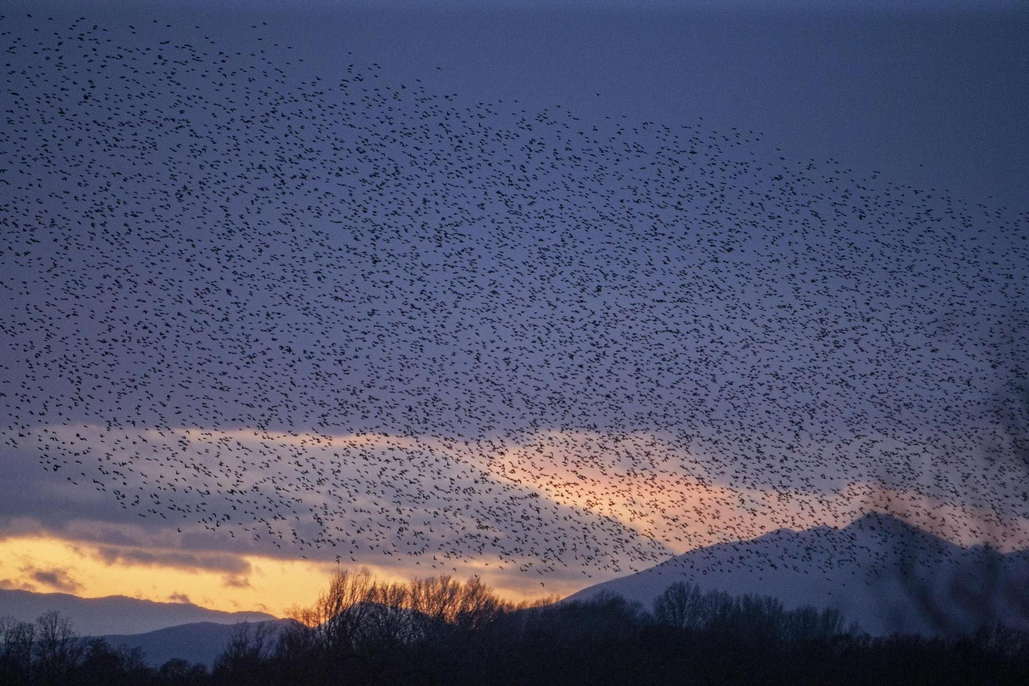 Els dibuixos dels estornells al cel de l'Empordà