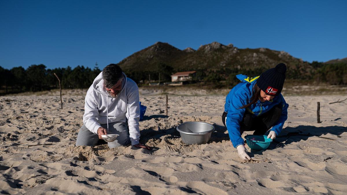 Voluntarios hacen limpieza de pellets ayer en un arenal gallego