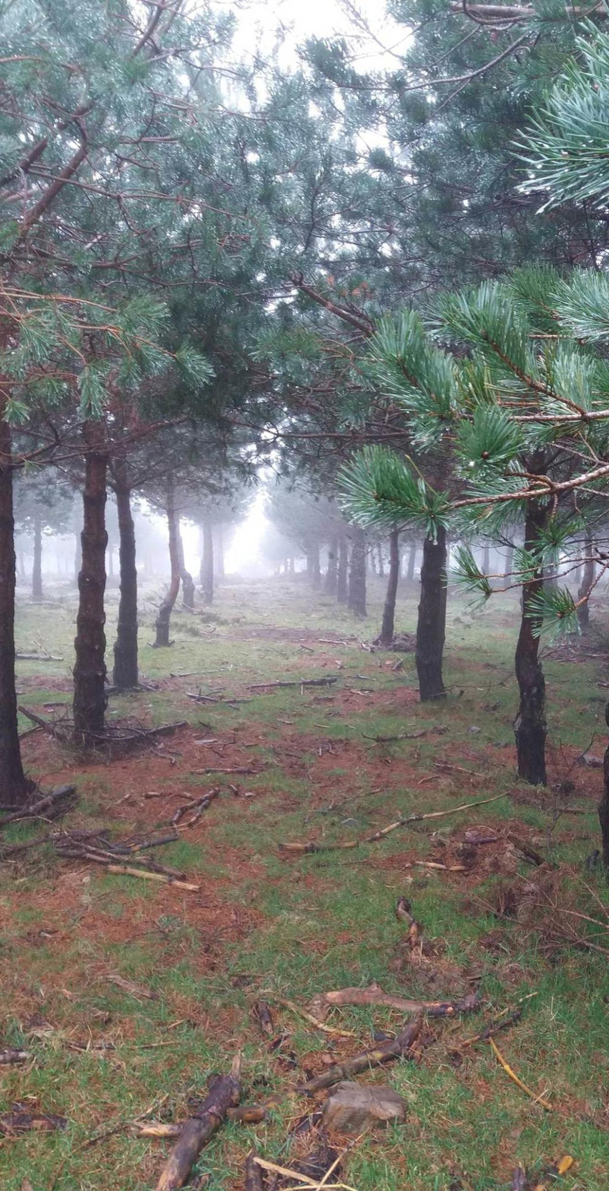 Monte limpio, monte sucio