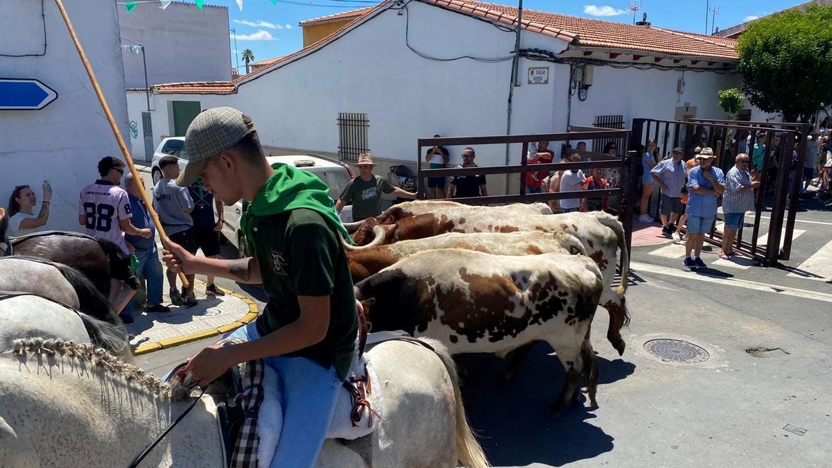 Traslado de bueyes, ayer por la mañana, en Moraleja.