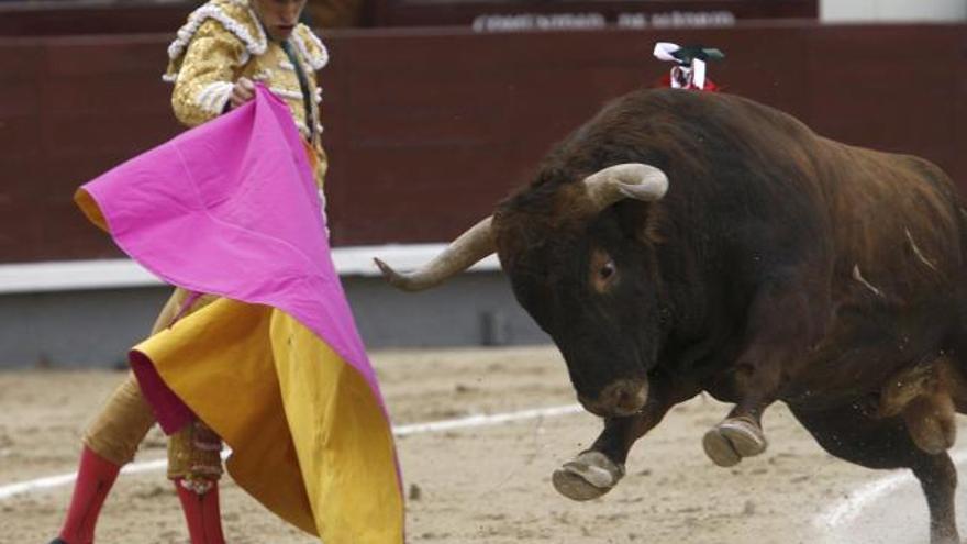 El torero Alejandro Talavante da un capotazo a uno de los astados que lidió ayer en Las Ventas.