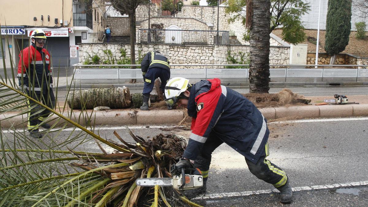 Bomberos trabajan para retirar una palmera caída en la avenida de la Agrupación Córdoba.
