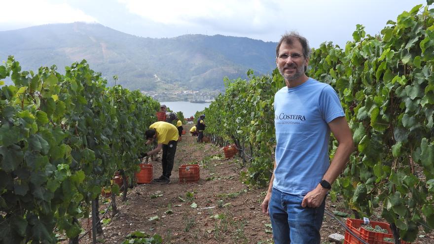 La vendimia despega en O Ribeiro con la apertura de la cooperativa vitivinícola