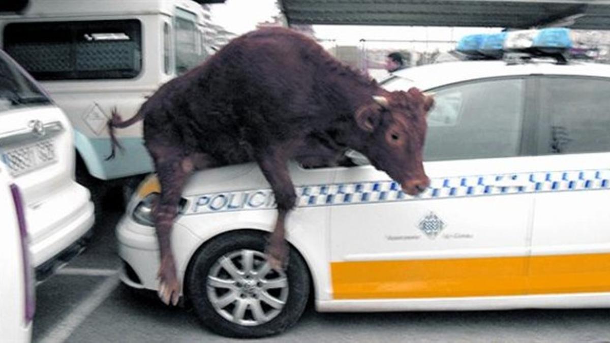 Una ternera, encima de un coche de la policía local.