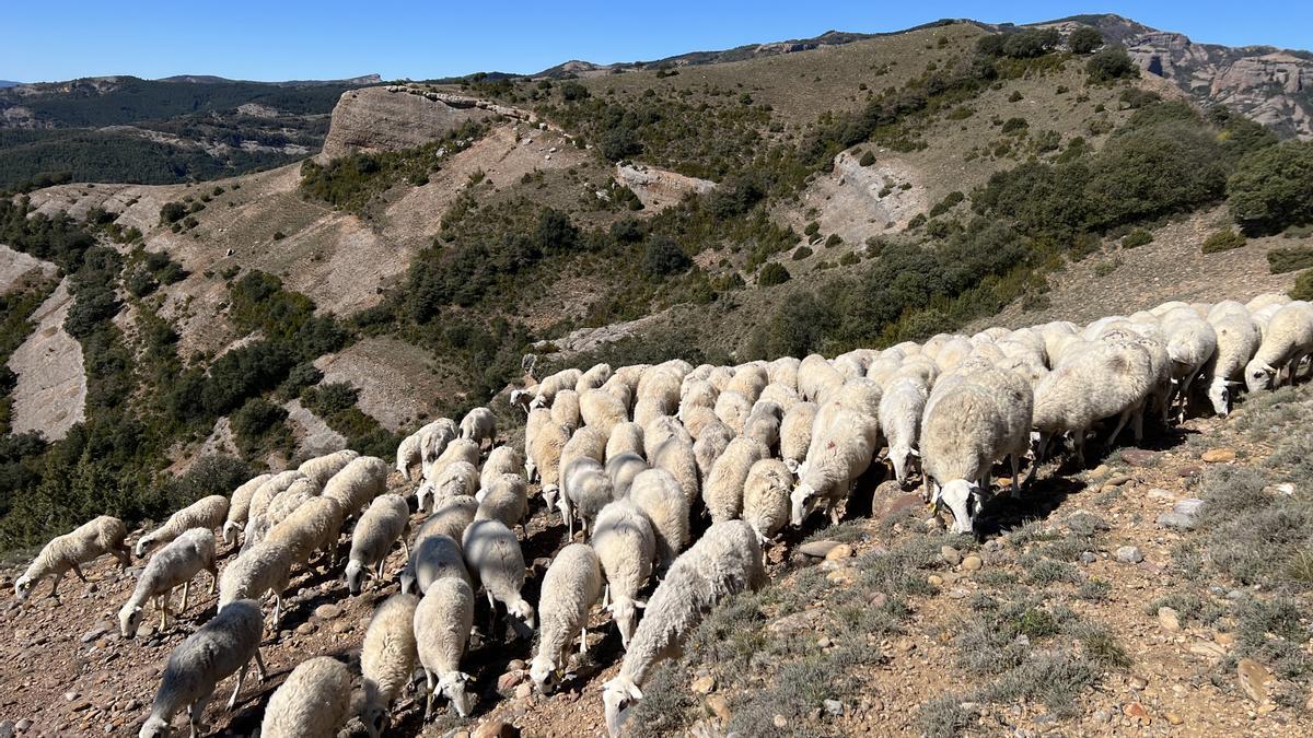 Un ramat d'ovelles al Pallars Jussà.