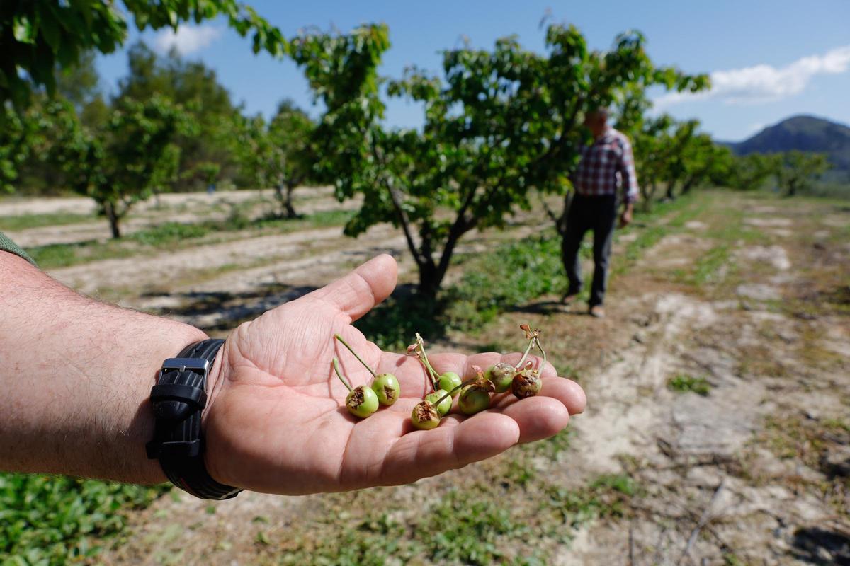 Cerezas afectadas por una granizada.