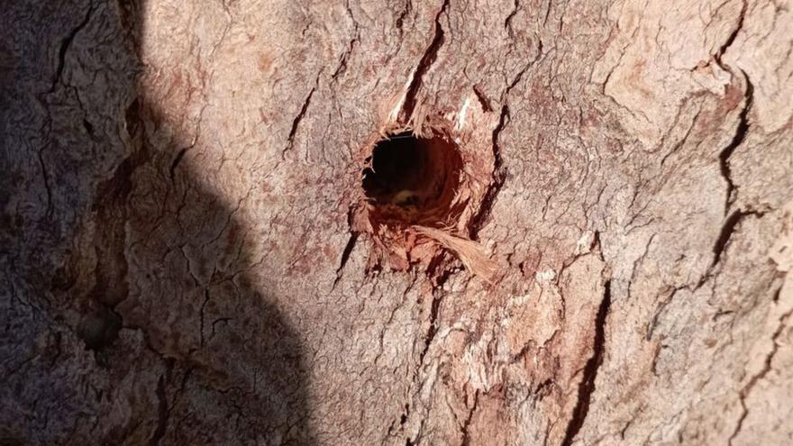 La muerte de árboles taladrados en los atrios de Meira y de Domaio sigue sin culpables