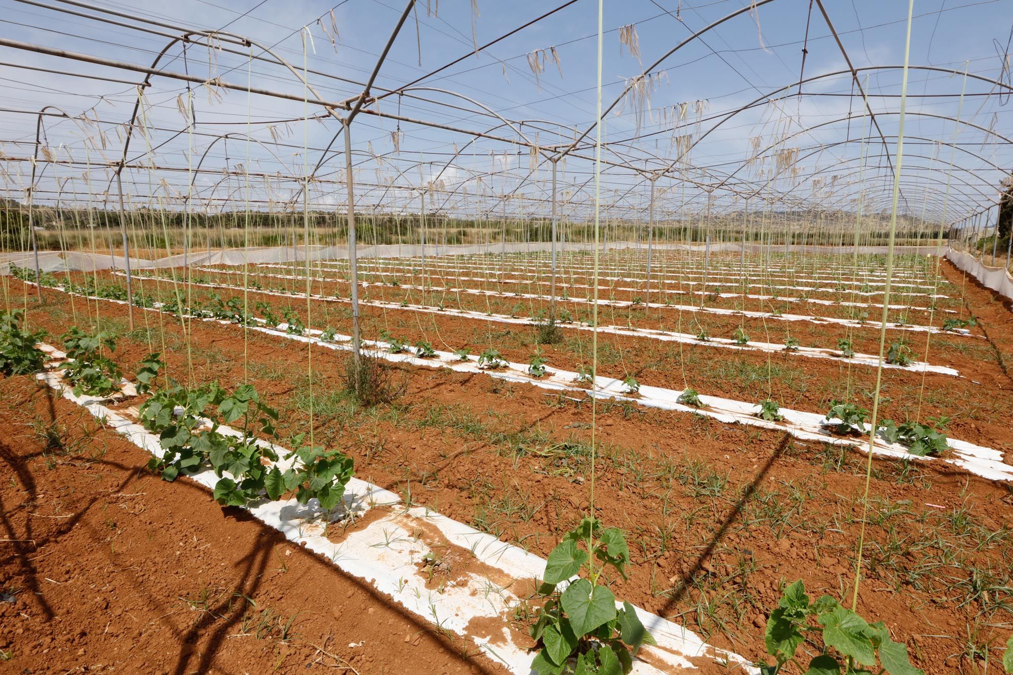 Visita guiada a la finca hortícola de Can Pol en Ibiza