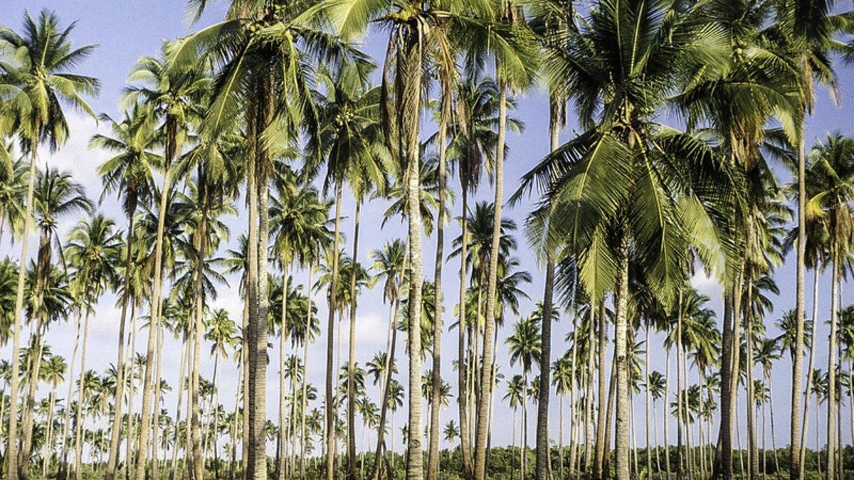 Bosque de palmeras en Filipinas.