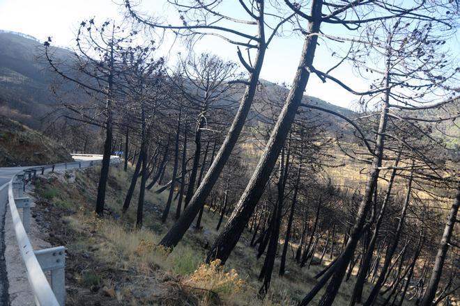 Así estaba Sierra Bermeja en 2022, un año después del inicio del mayor fuego forestal registrado en España