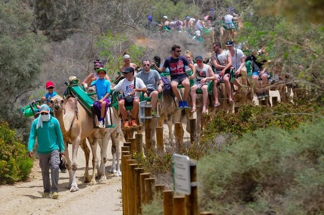 Reportaje excursiones con camellos en las Dunas ...