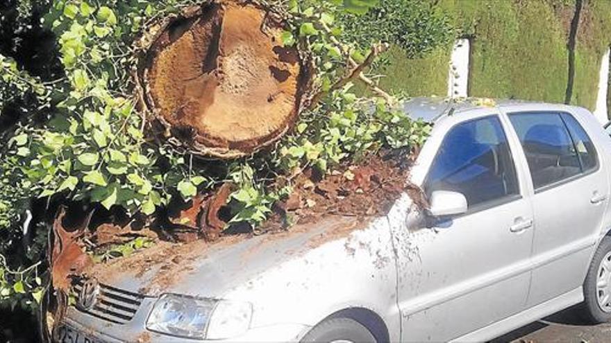 MÁS DE 30 COCHES SUFREN DAÑOS POR LA CAÍDA DE PINOS