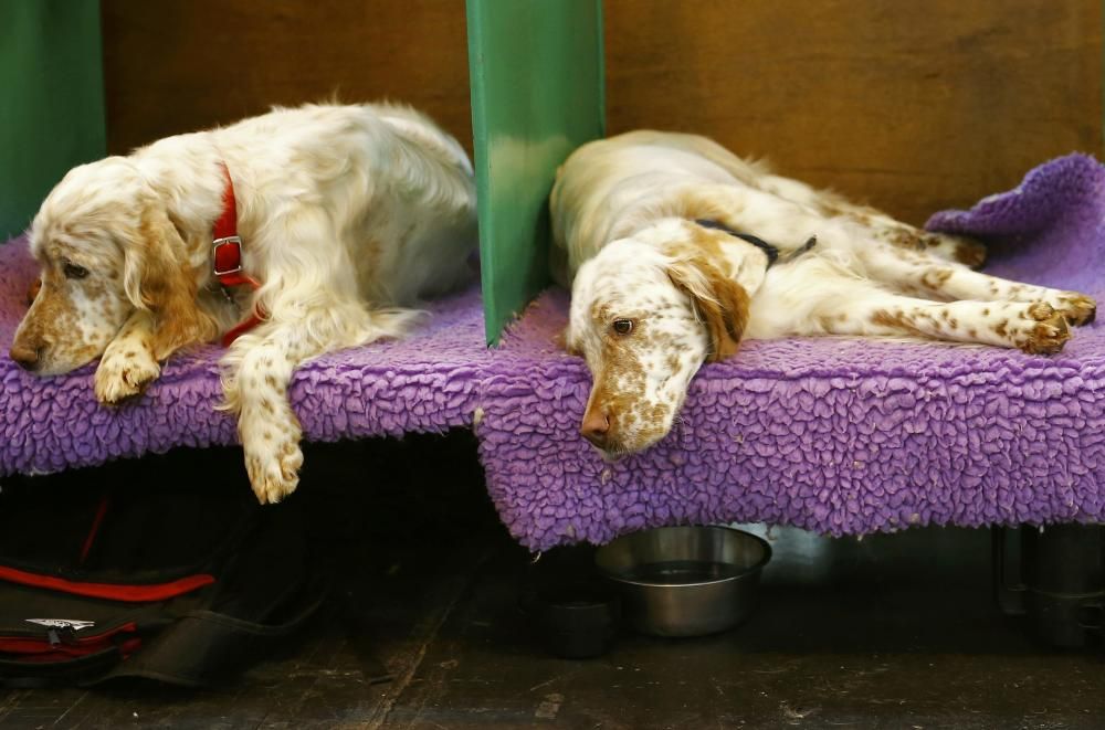 Les imatges més divertides del Crufts Dog Show