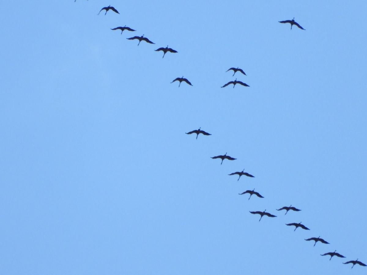 Las grullas llegan ya a Gallocanta, con una lámina de agua «histórica»