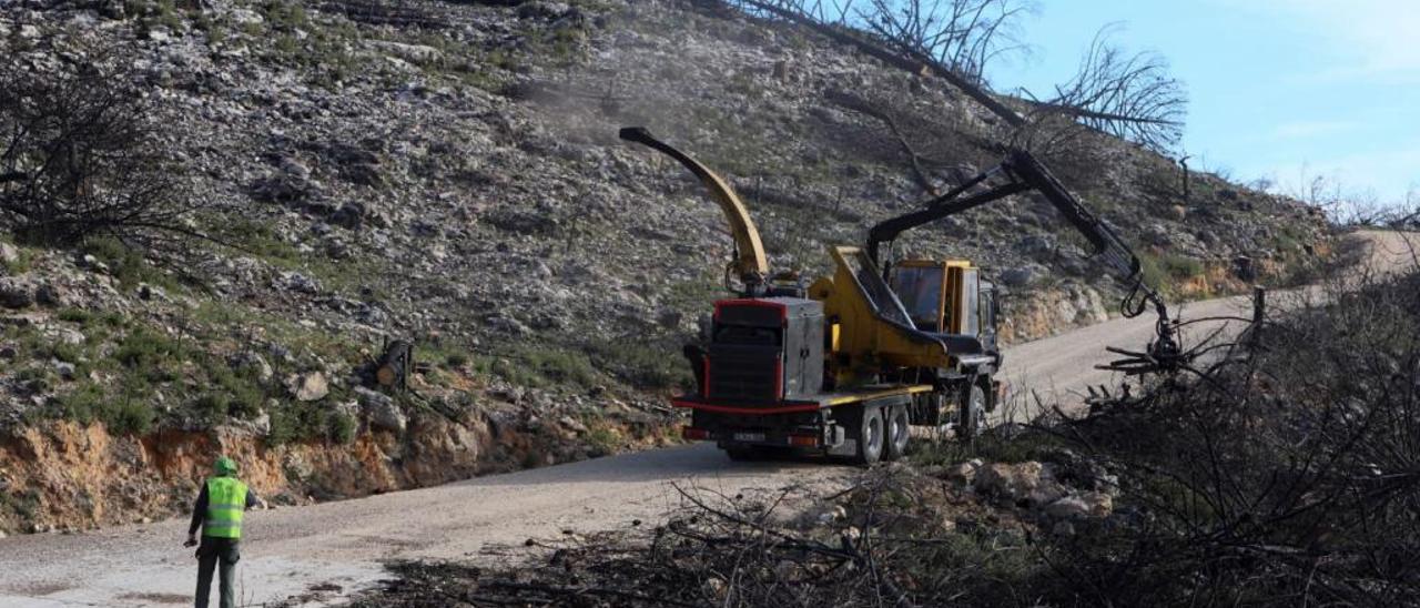 Hoja de ruta para renacer de las cenizas