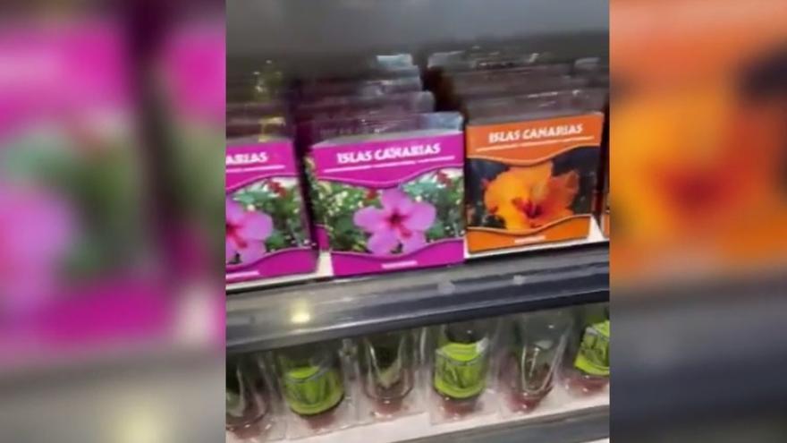 Cabreo por la venta de flores volcánicas en aeropuertos de Canarias