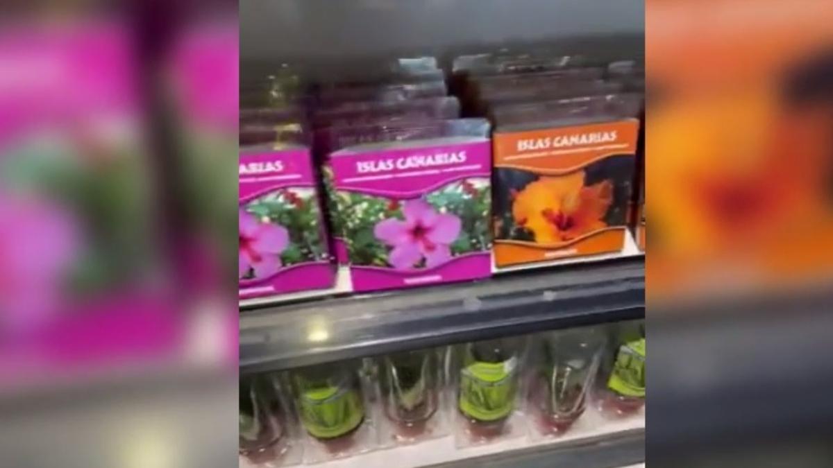 Cabreo por la venta de "flores volcánicas" de Canarias