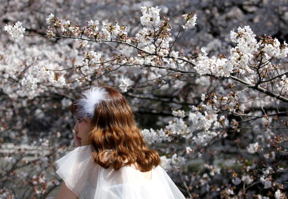 SPRING-CHERRYBLOSSOMS/JAPAN