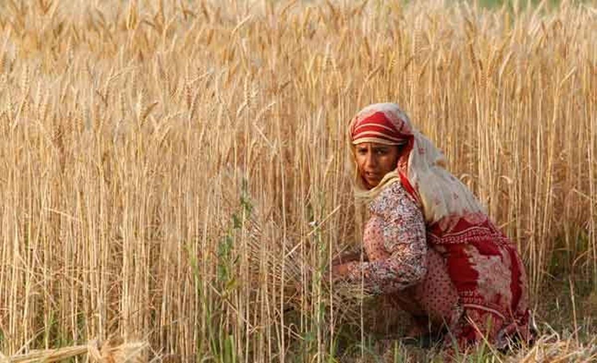 Una dona cull blat en un poble a prop d’Abbottabad, al Pakistan.