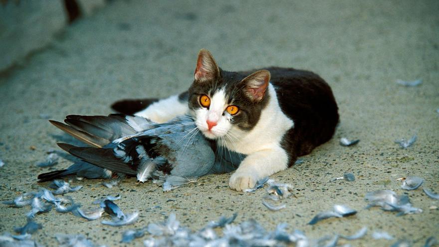 Los gatos asilvestrados, un peligro ecológico: ya han extinguido 33 especies animales