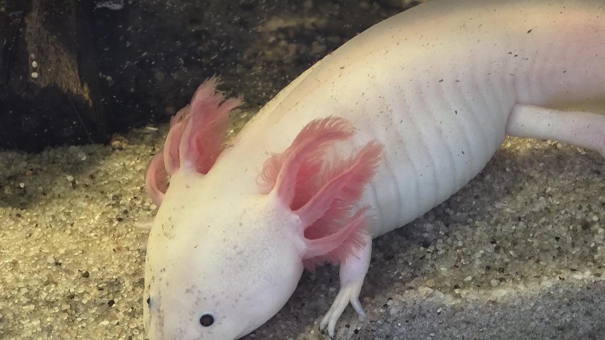 Ejemplar de ajolote blanco, en el Centro de Fauna Exótica de Santa Cruz.