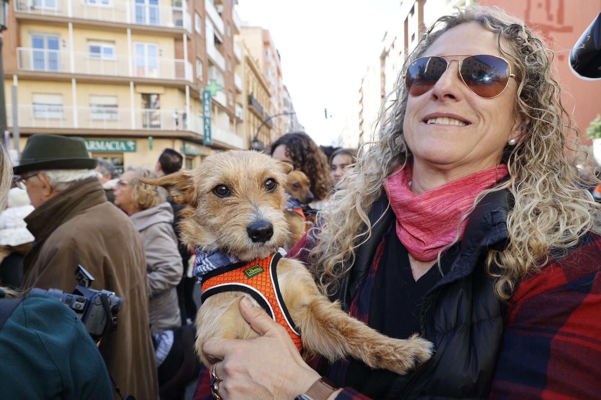 Búscate en la bendición de animales de Sant Antoni de València