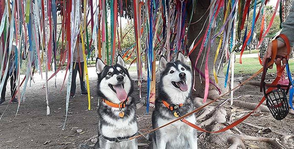 Los mejores lugares donde ir con tu perro en la provincia de Alicante