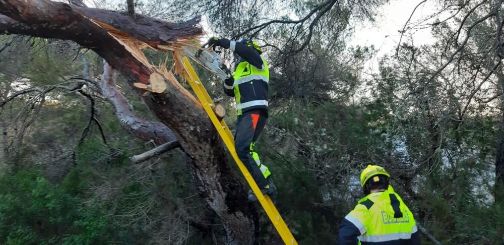 Árbol caído en es Cap.