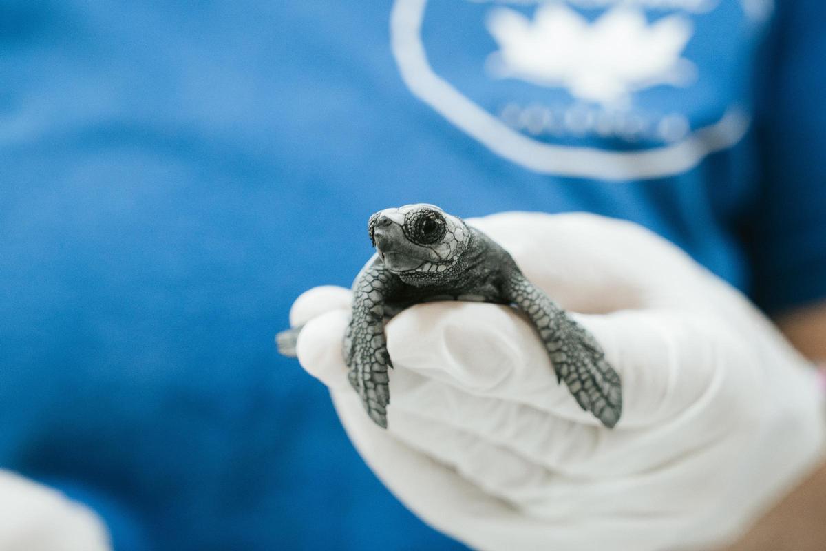Un aleví de tortuga careta nascut al Campello.