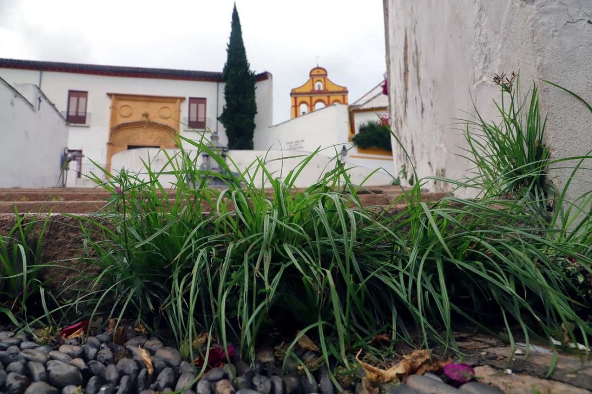 El día en el que reinó el verde