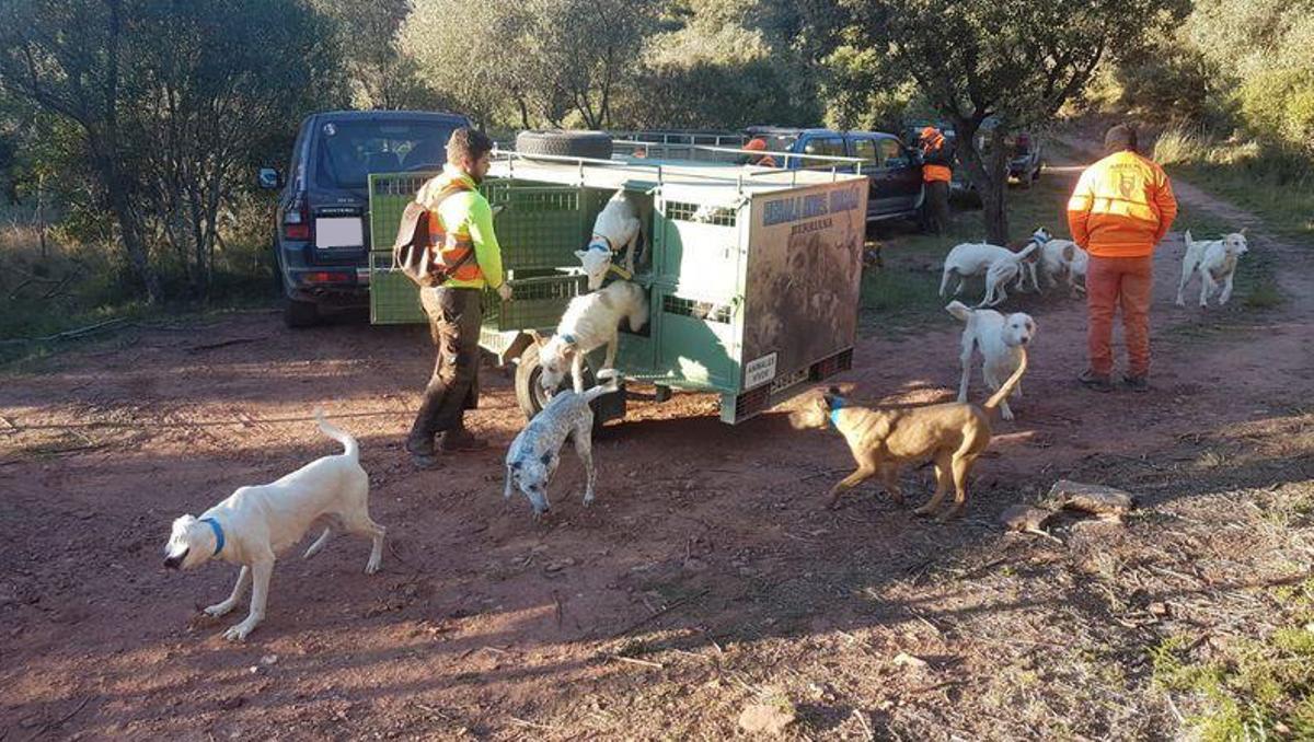 Cazadores preparando una reala de perros para una batida para capturar jabalís en Castellón.
