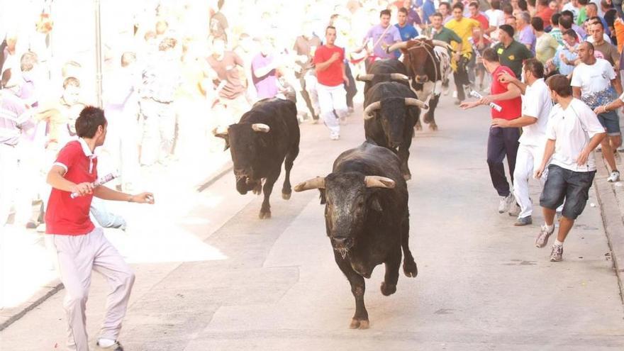 Almassora exhibirá menos toros cerriles por el aumento del precio