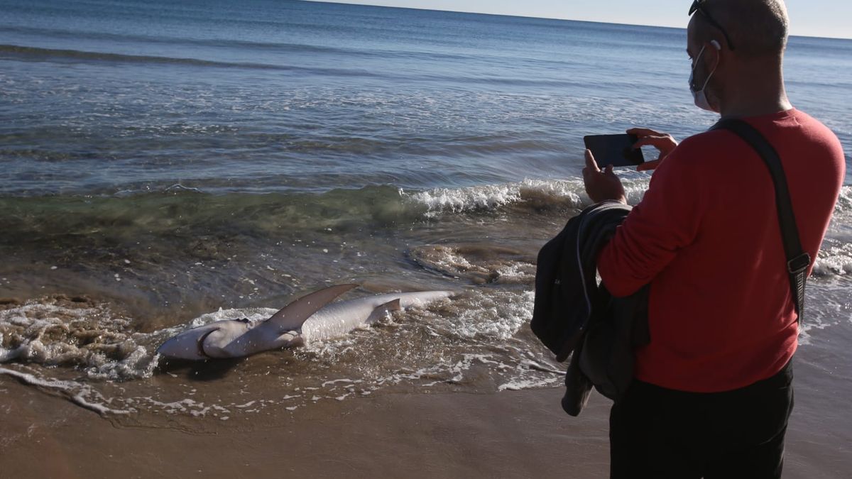 Aparece un tiburón varado en una playa valenciana