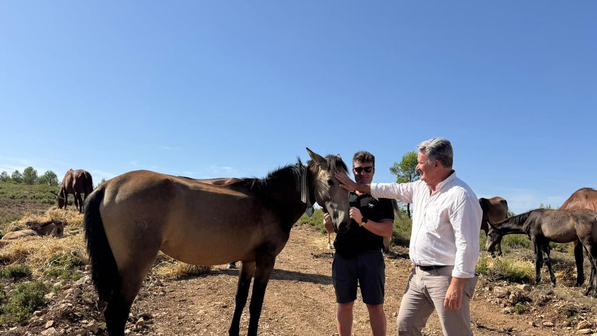 El vicepresidente tercero y conseller, Vicente Martínez Mus, durante la visita a la Yeguada Rafael Peris Dolz de Requena.