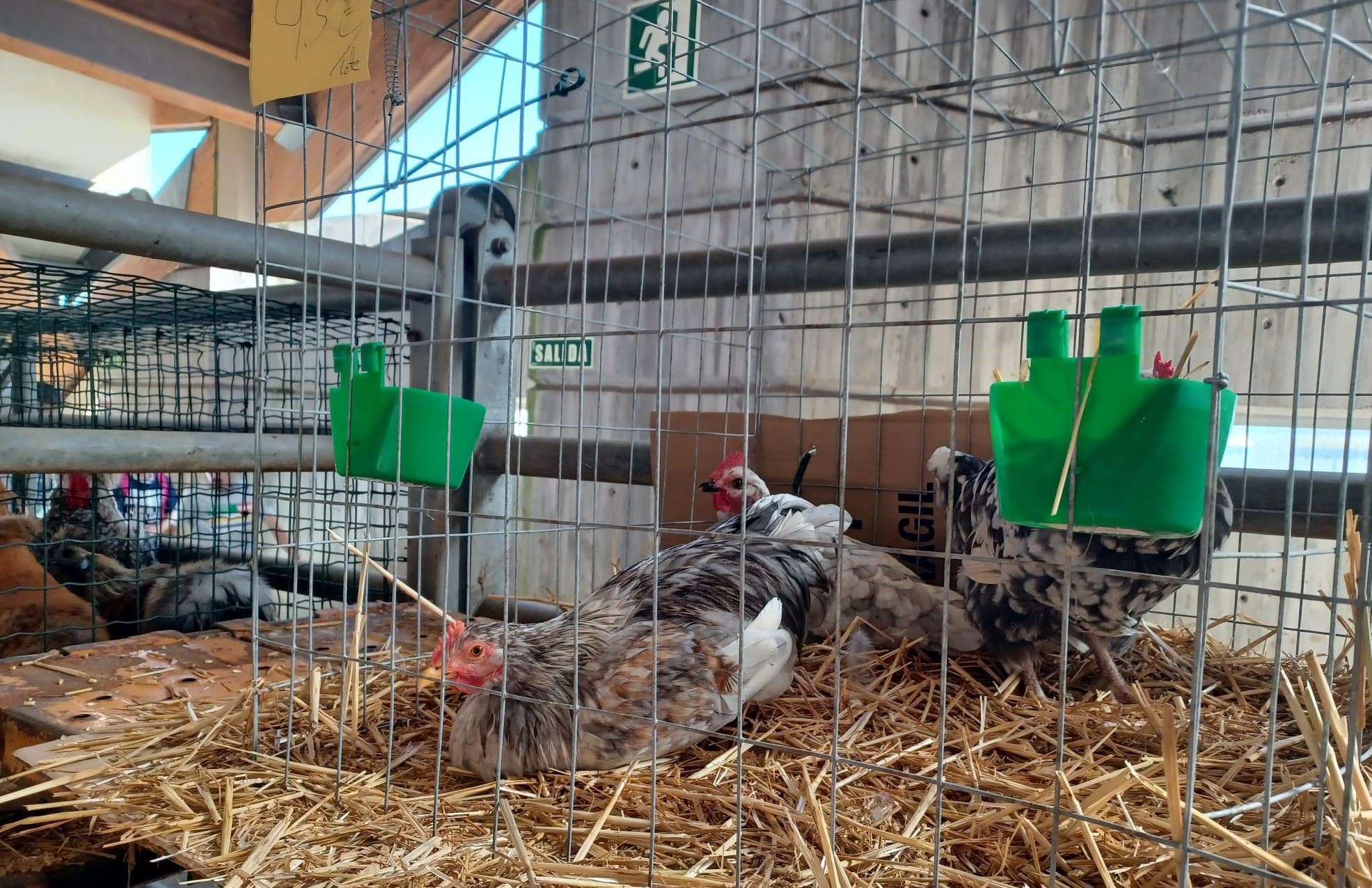 Agrosiero, así se celebra la gran fiesta del campo en la Pola