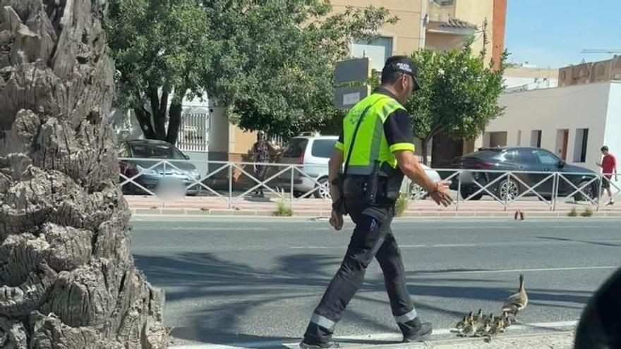 La Policía Local de Murcia ayuda a una familia de patos a cruzar la calle